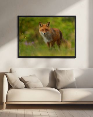 Red Fox Lady