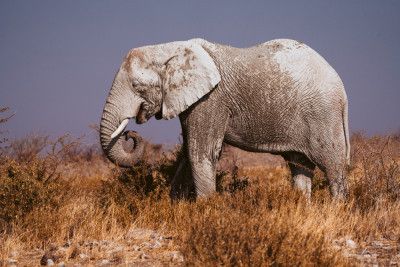 Elephant in Etosha