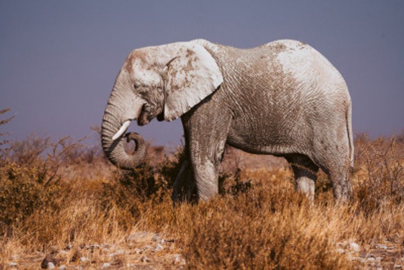 Elephant in Etosha