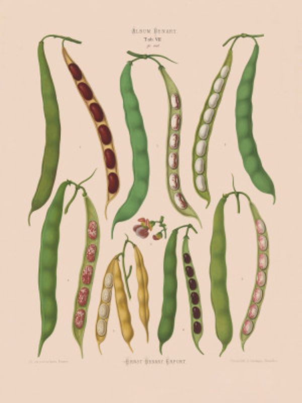 Beans – Dwarf French, Kidney, or Snap From Album Benary (1876 1886) By Ernst Benary