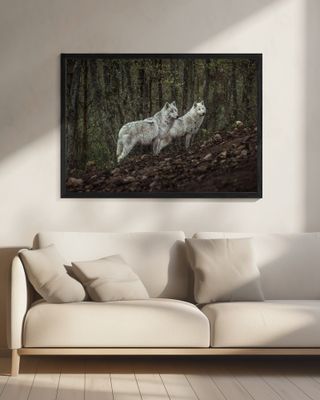 Meeting with white Wolves