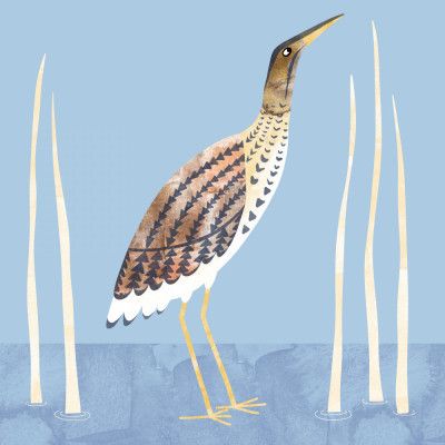 Bittern Bird