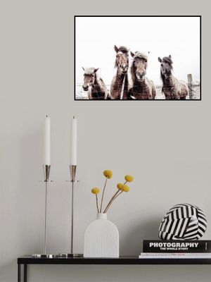 Iceland Horses Faxi and Fifi