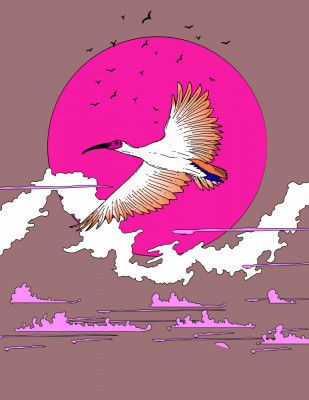 Ibis in the Dawn Light