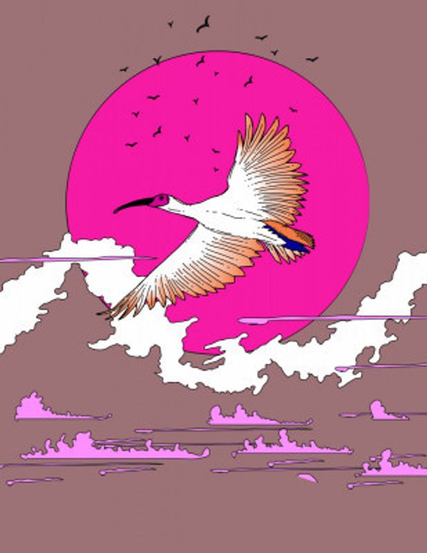 Ibis in the Dawn Light