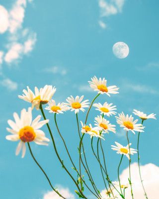 Magical Daisies