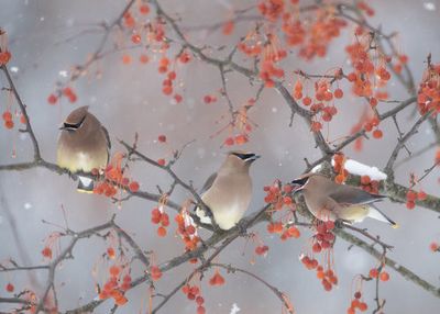 Snow, Bird and Tree