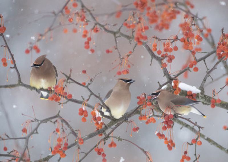 Snow, Bird and Tree