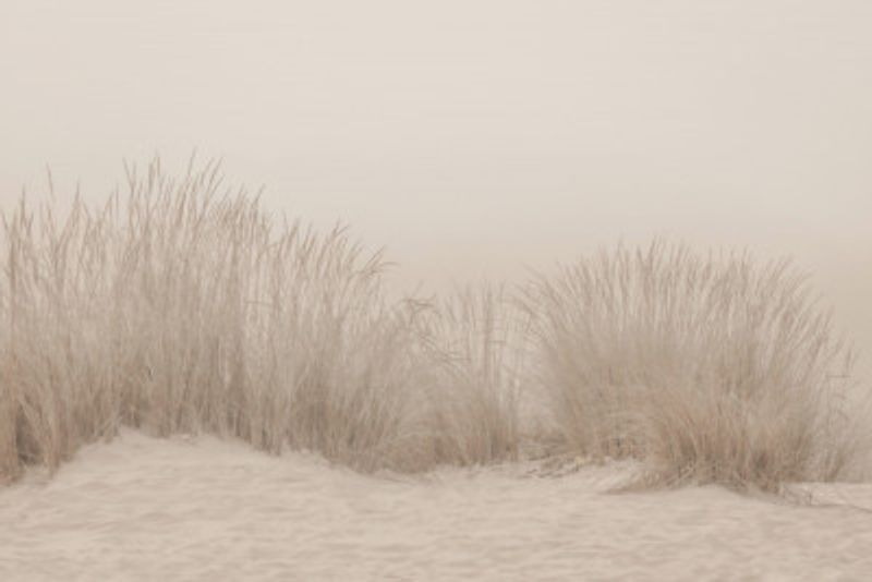 Dunes Grass Beige