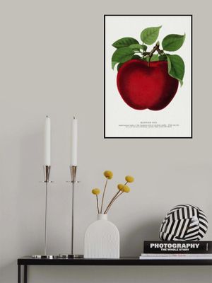 Mcintosh Red Apple Lithograph