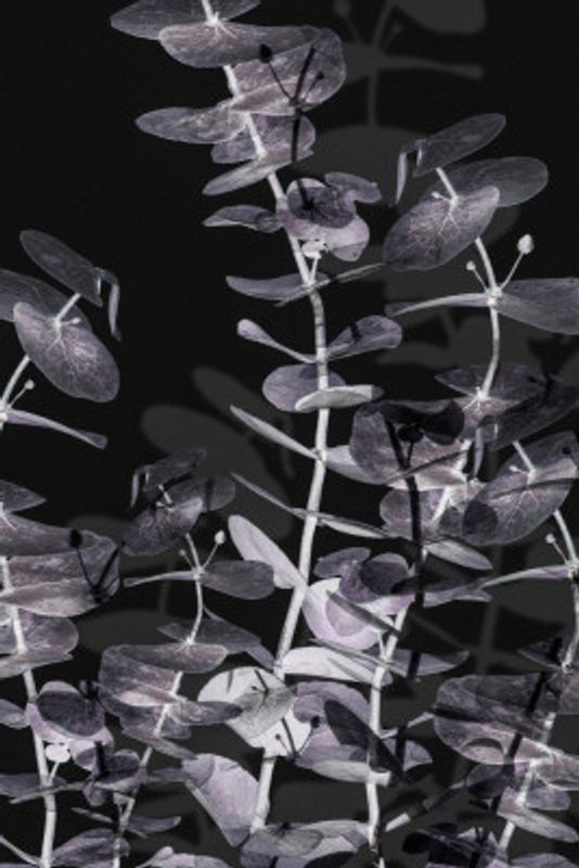 Eucalyptus_Negative_002