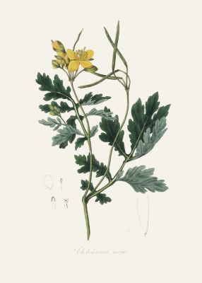 Greater Celandine (chelidonium Majus) Medical Botany