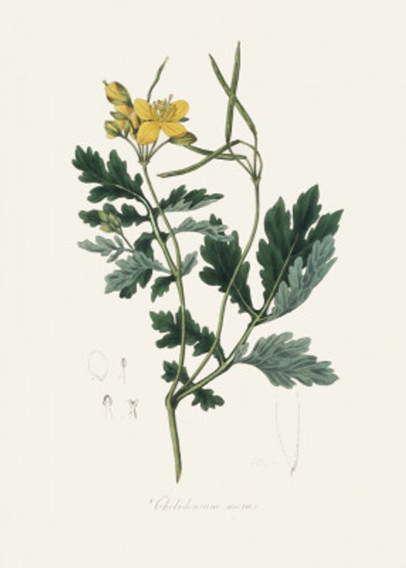 Greater Celandine (chelidonium Majus) Medical Botany