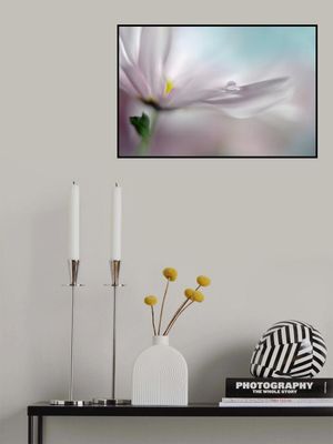 Where dreams come true