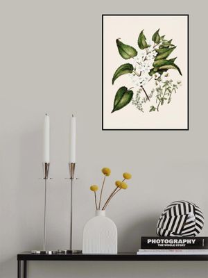 Hibiscus Trianium  By Sarah Featon (1848–1927