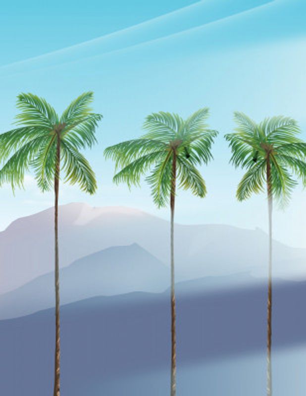 Tropical Plam Trees
