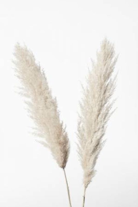 Pampas White