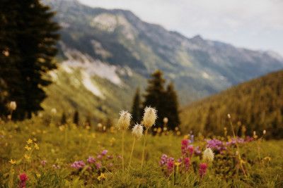 Washington Wildflowers