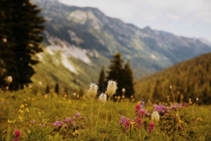 Washington Wildflowers