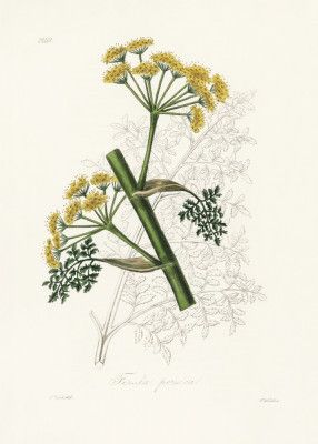 Ferula Persica Medical Botany