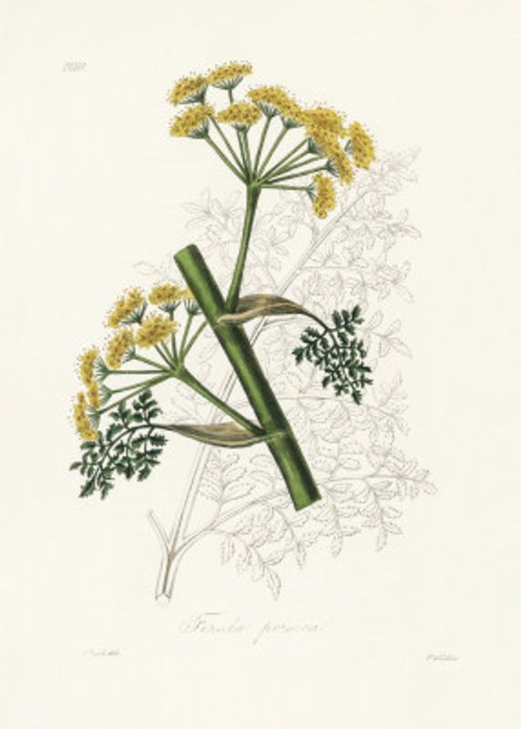 Ferula Persica Medical Botany