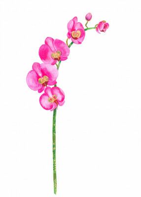 Pink Orchid Elegance