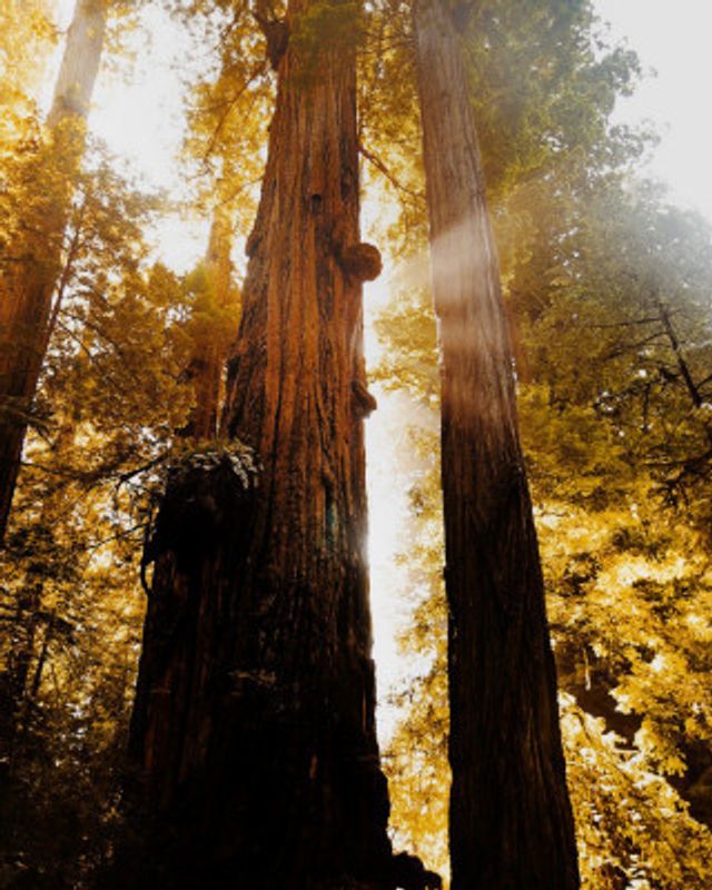 Redwood Forest Sunbeams II