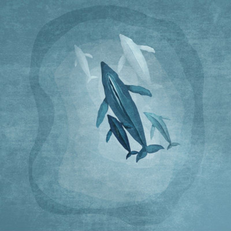 Whale Serenade