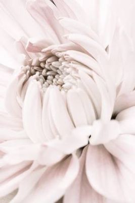 Chrysanthemum No 05