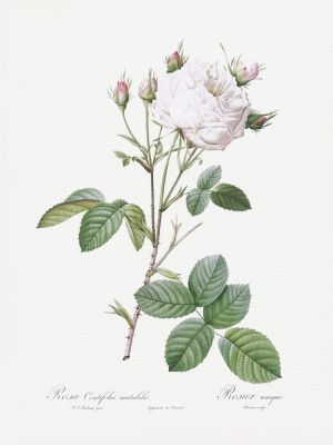 Cabbage Rose White Provence, Les Roses (1817–1824)
