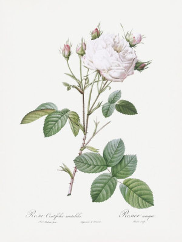 Cabbage Rose White Provence, Les Roses (1817–1824)