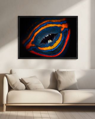 Orange-lined triggerfish