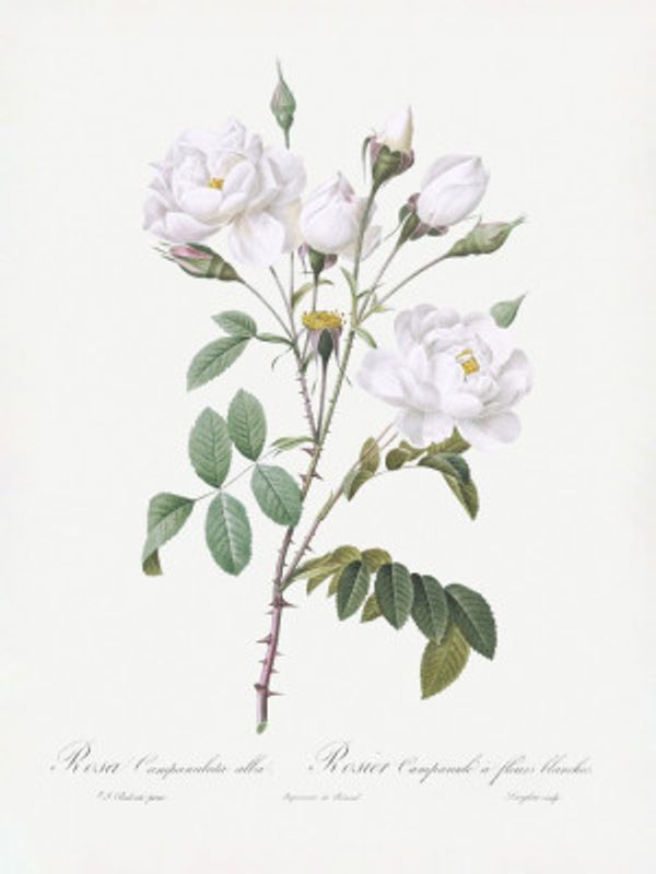 Rosa Gallica Pontiana, Les Roses (1817–1824)