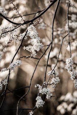 Spring Branches 1
