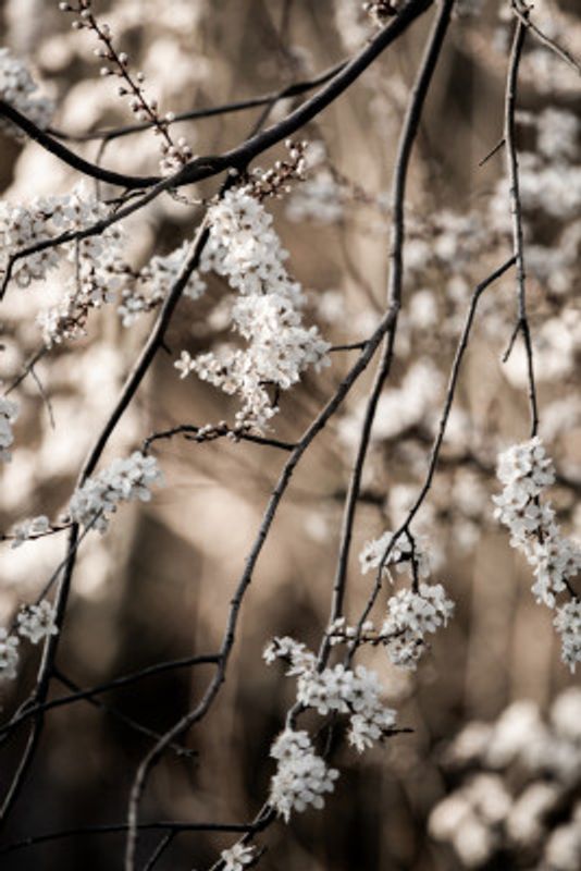 Spring Branches 1