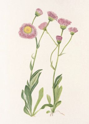 Meadow Fleabane From North American Wildflowers (1925) By Mary Vaux Walcott