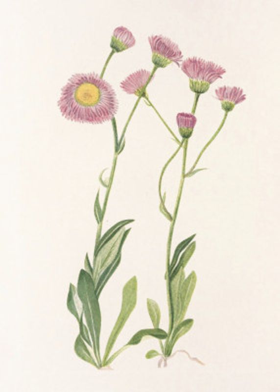 Meadow Fleabane From North American Wildflowers (1925) By Mary Vaux Walcott