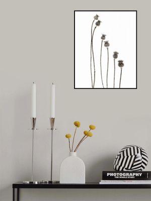 Last years flowering poppies