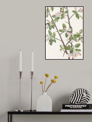 Wild Sweet Crab From North American Wildflowers (1925) By Mary Vaux Walcott.