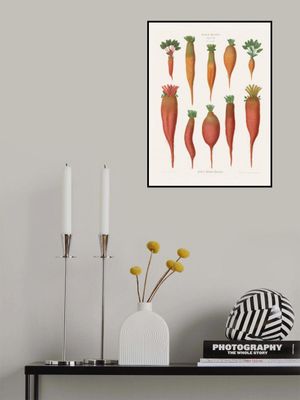 Mangold Wurzels From Album Benary (1876 1886) By Ernst Benary