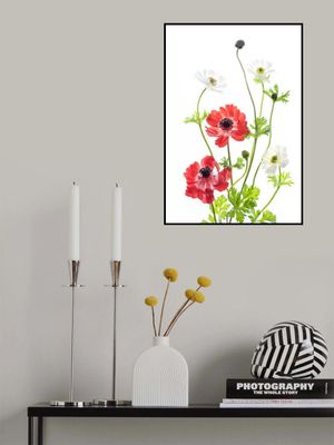 Spring Anemone Family