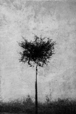 Tree in black and white