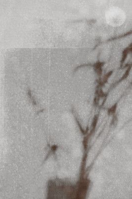 Botanical silhouette