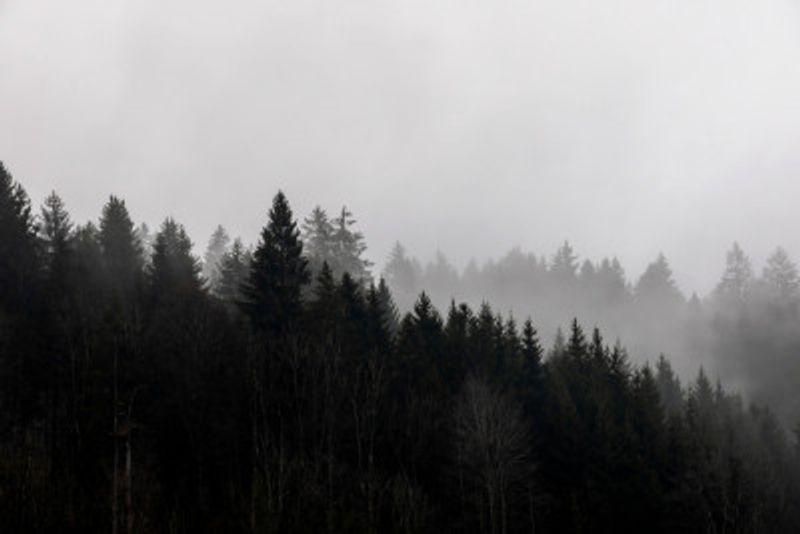 Foggy Woods 7