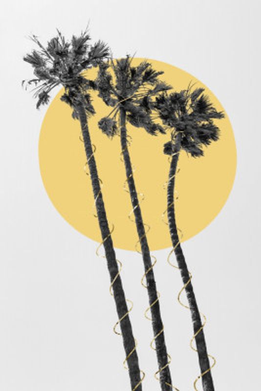 Palm Trees in the sun | golden touch