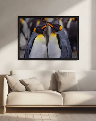 King Penguins in Snowy Day
