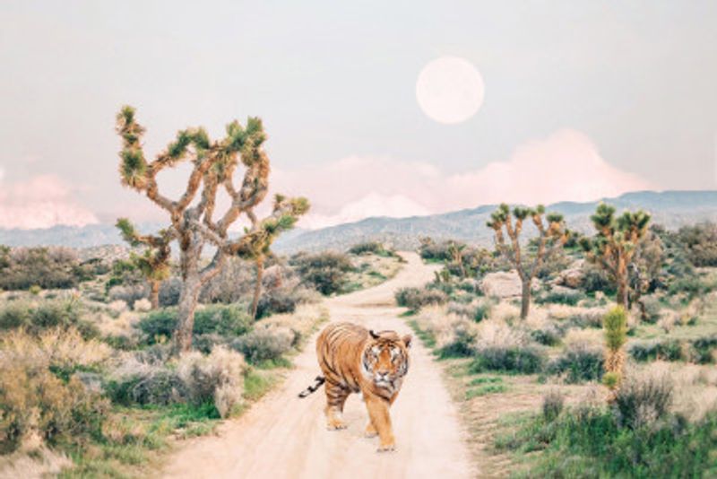 Wandering Tiger