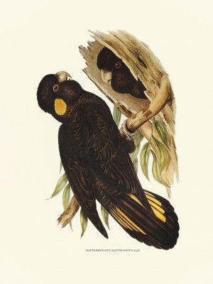 Yellow Eared Black Cockatoo