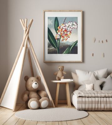 The Nodding Renealmia from The Temple of Flora (1807)