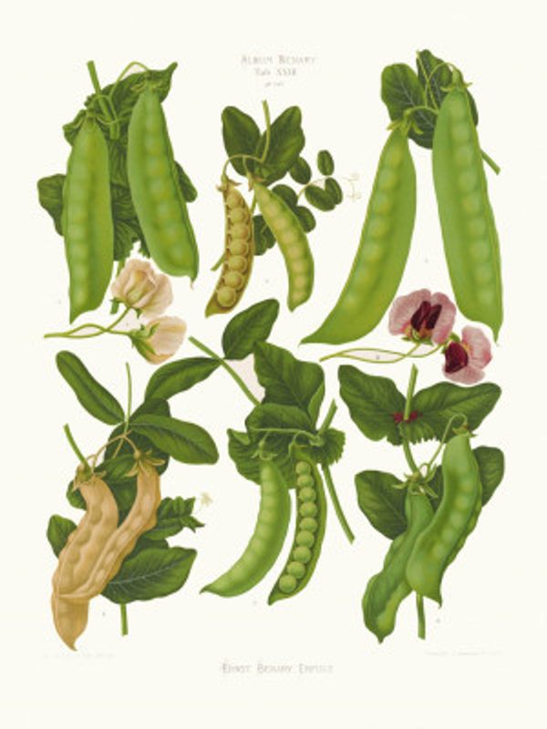 Sugar, or Edible Podded Peas From Album Benary (1876 1886) By Ernst Benary